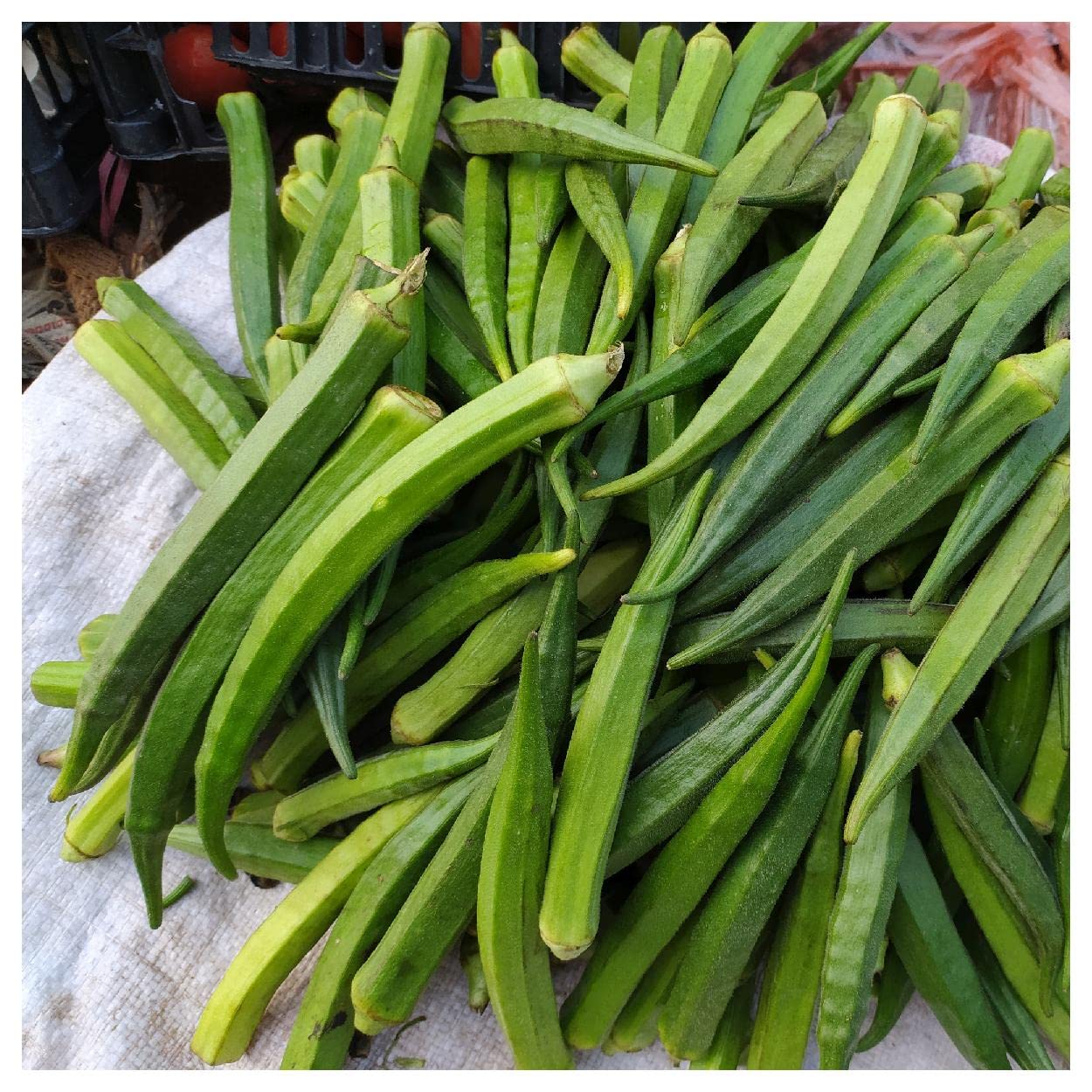 Everwilde Farms - 1 Oz Organic Perkins Long Pod Okra Seeds - Non-GMO, Heirloom, Gold Vault Packet - Perfect for Home Gardening, Canning & Southern Cooking