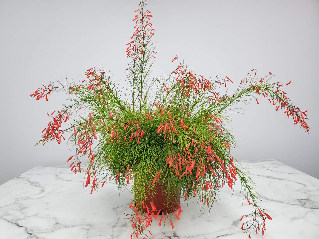 Red Firecracker Bush Live Plant - 24