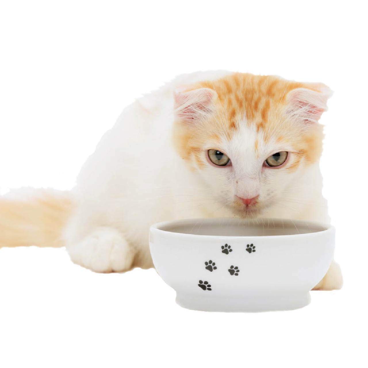 Necoichi Ceramic Cat Bowls Set - Whisker Friendly, Anti-Spill Cat Food & Water Dishes for Indoor Cats & Kittens | Paw Design Pet Feeding Bowls for Stress-Free Mealtime at Home