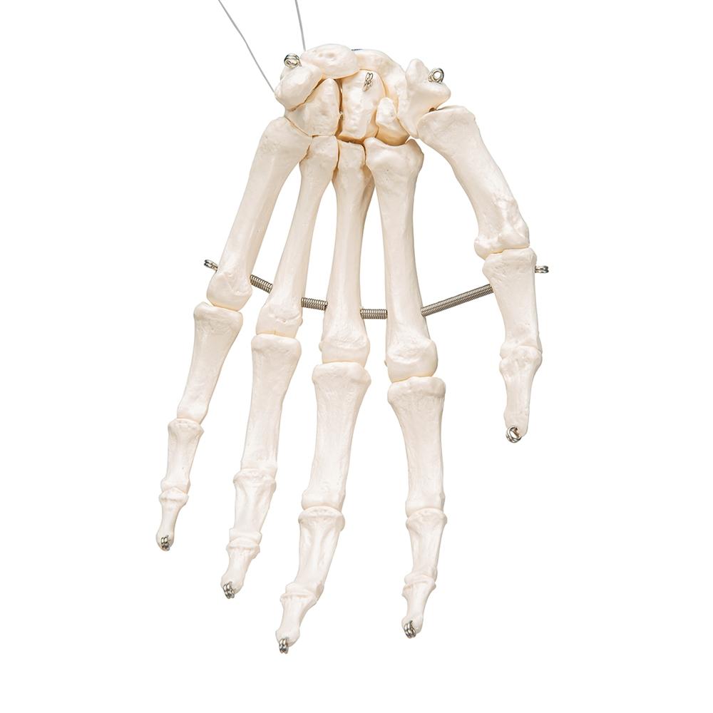 Hand Skeleton Wire Mounted - Anatomical Hand Model for Medical Education & Halloween Decor - Perfect for Classroom, Doctor Office, and Spooky Home Decor