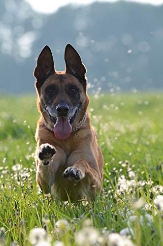20x30 Inch Laminated Dandelion Meadow Belgian Malinois Dog Poster - Vibrant Colors & HD Print - Perfect for Living Room, Bedroom, Office Decor - Fits Standard Frames