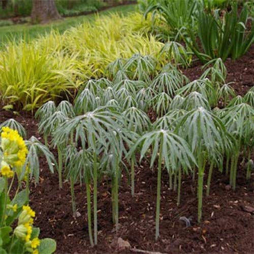 Outsidepride Perennial Cyperus Alternifolius Umbrella Plant Seeds - Tropical Garden Seeds for Planting - Perfect for Ponds, Water Features & Indoor Container Gardening