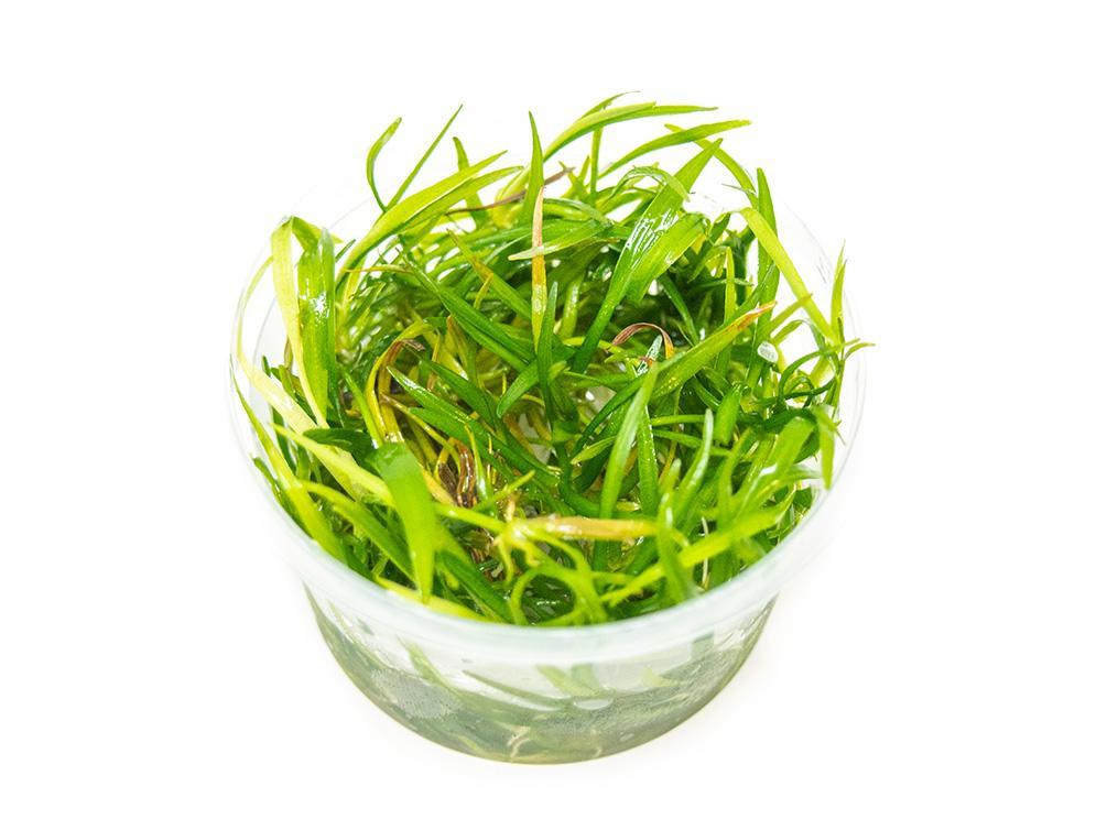 TCulture Helanthium Tenellus 'Green' Aquarium Plant (TC Cup) - Perfect for Freshwater Fish Tanks, Aquascaping & Nano Aquariums
