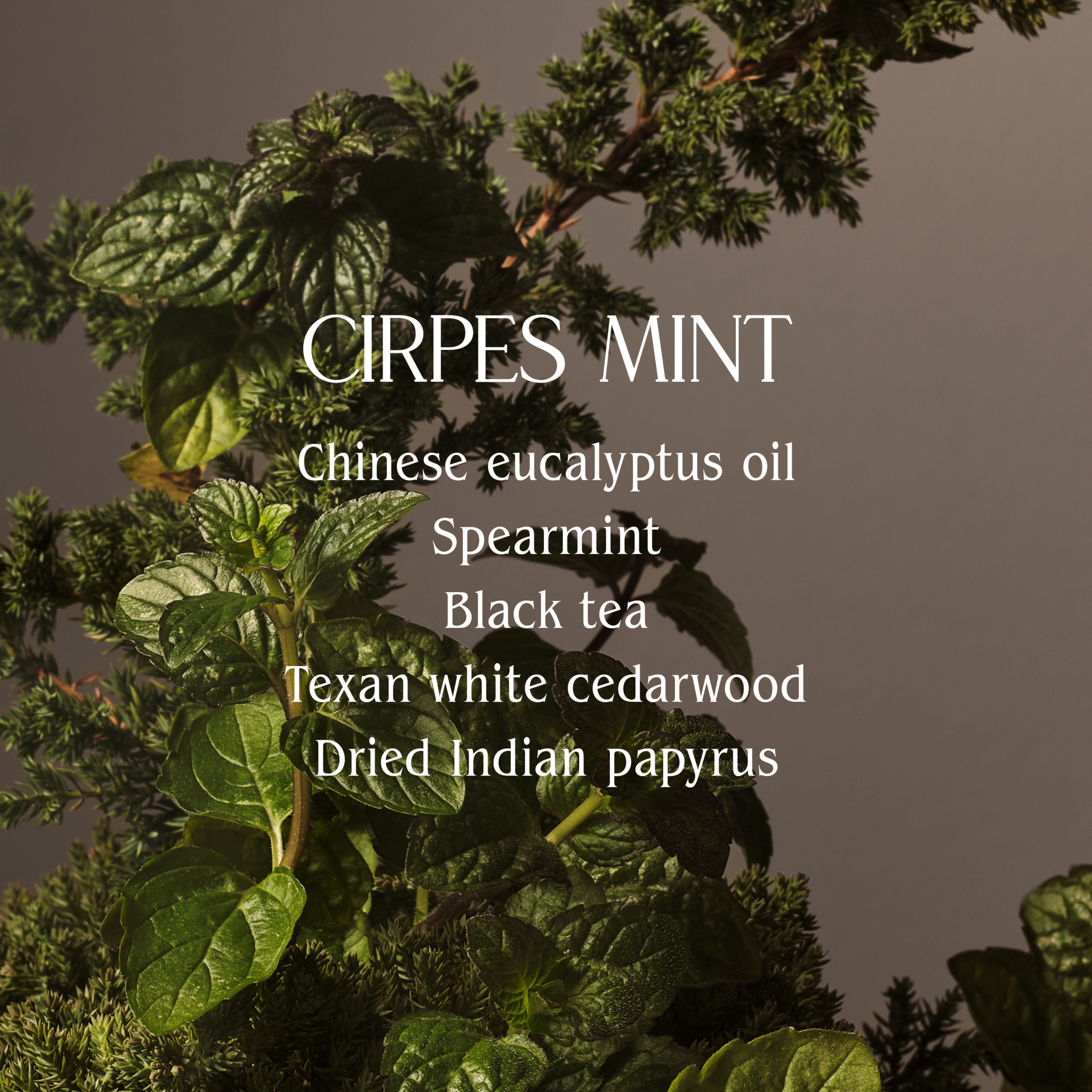 Cypress Mint Antibacterial Hand Wash - Refreshing & Moisturizing Liquid Soap for Kitchen, Bathroom & Travel - Natural Essential Oils, Gentle on Skin