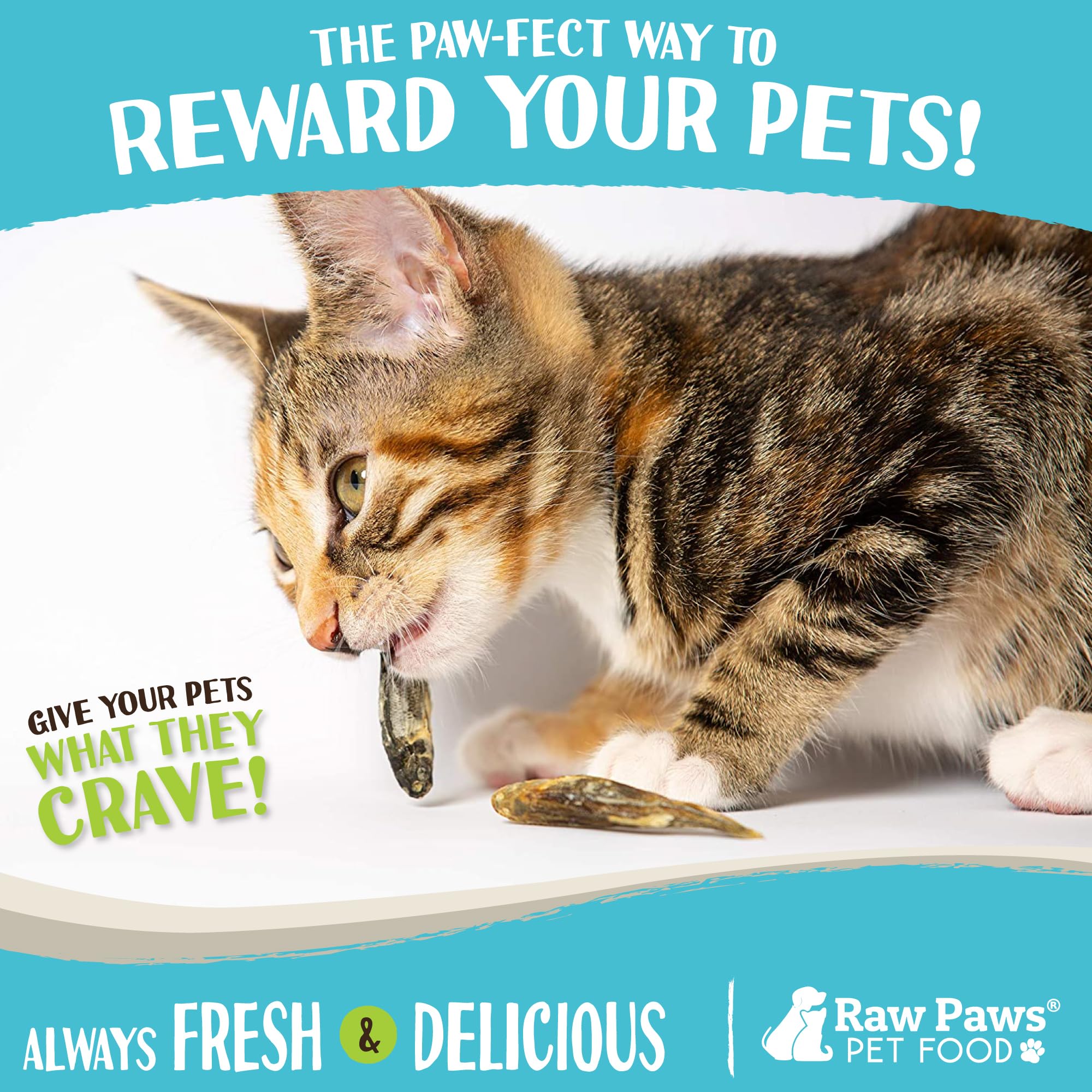 **Freeze-Dried Smelt Minnows for Cats & Dogs - 2oz Single-Ingredient Fish Treats - Made in USA - Healthy Raw Paws Dog & Cat Snacks - Perfect for Training, Rewards & Dental Health**