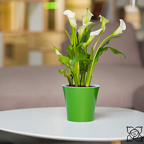Self Watering Planter 5.3 Inch - Purple & White Indoor Flower Pot for House Plants, Succulents, Herbs | Perfect for Home, Office & Garden Decor