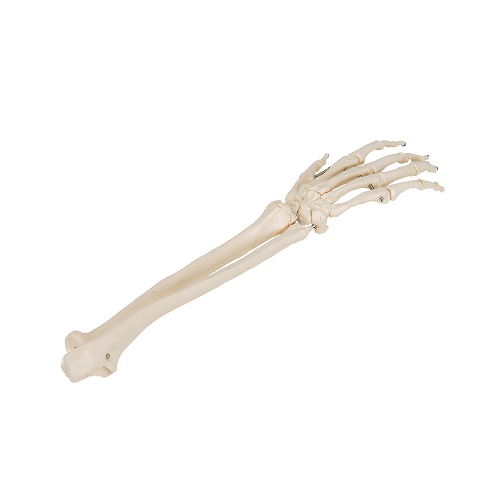 Realistic Human Hand Skeleton Model with Ulna & Radius Bones - Perfect for Anatomy Study, Medical Education & Halloween Decor