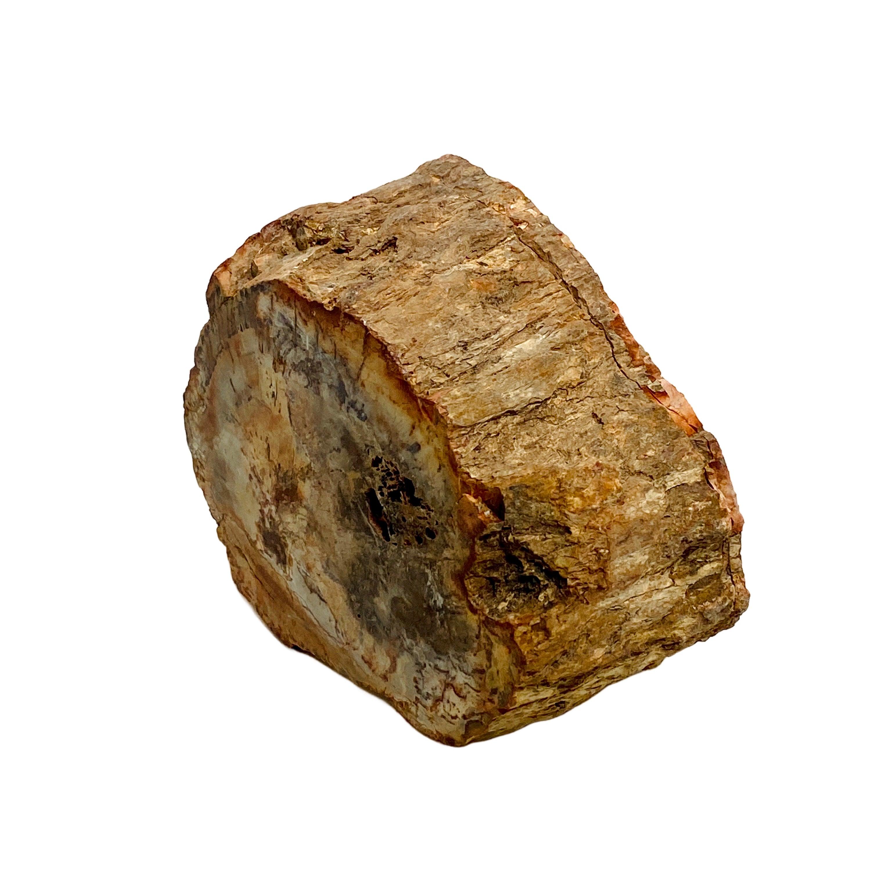 Natural Petrified Wood Slab - Semi-Polished PTW 07 for Home Decor & Mineral Collection | Perfect for Coffee Tables, Wall Art, and Geology Displays