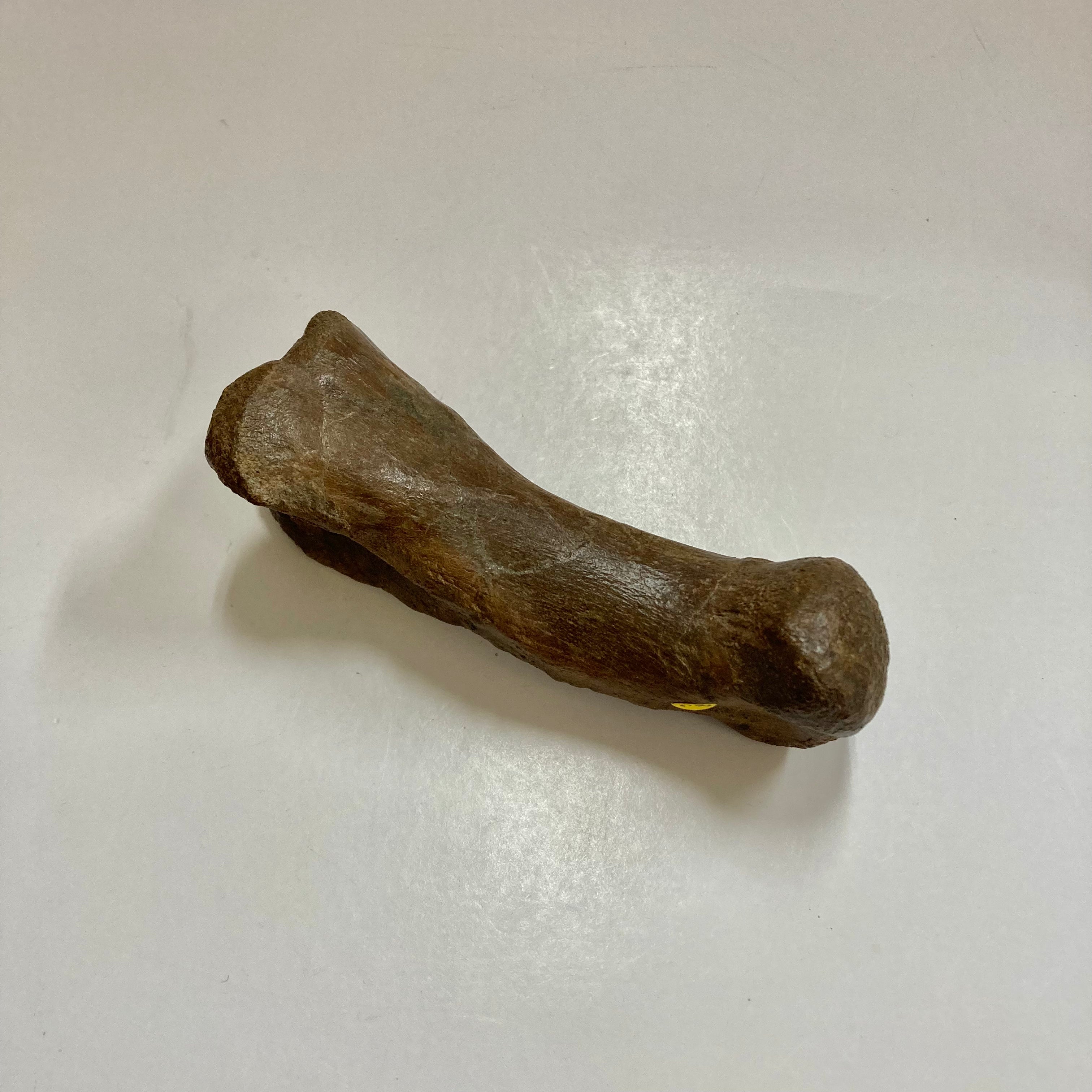 Authentic Thescelosaurus Metatarsal Toe Bone Fossil - Rare Dinosaur Relic for Paleontology Enthusiasts & Collectors - Perfect for Museum Displays, Educational Projects & Fossil Collections