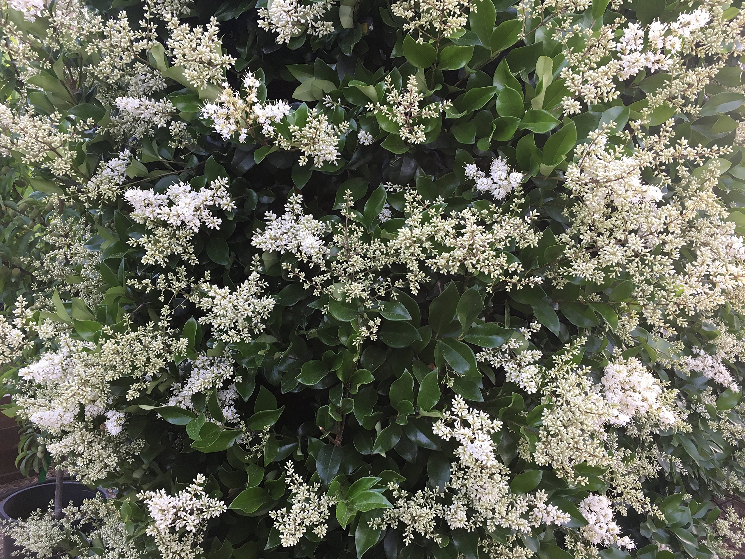 Ligustrum Waxleaf Privet - 30 Live Plants in 2 Inch Pots - Evergreen Privacy Hedge for Landscaping, Garden Borders, and Outdoor Screening