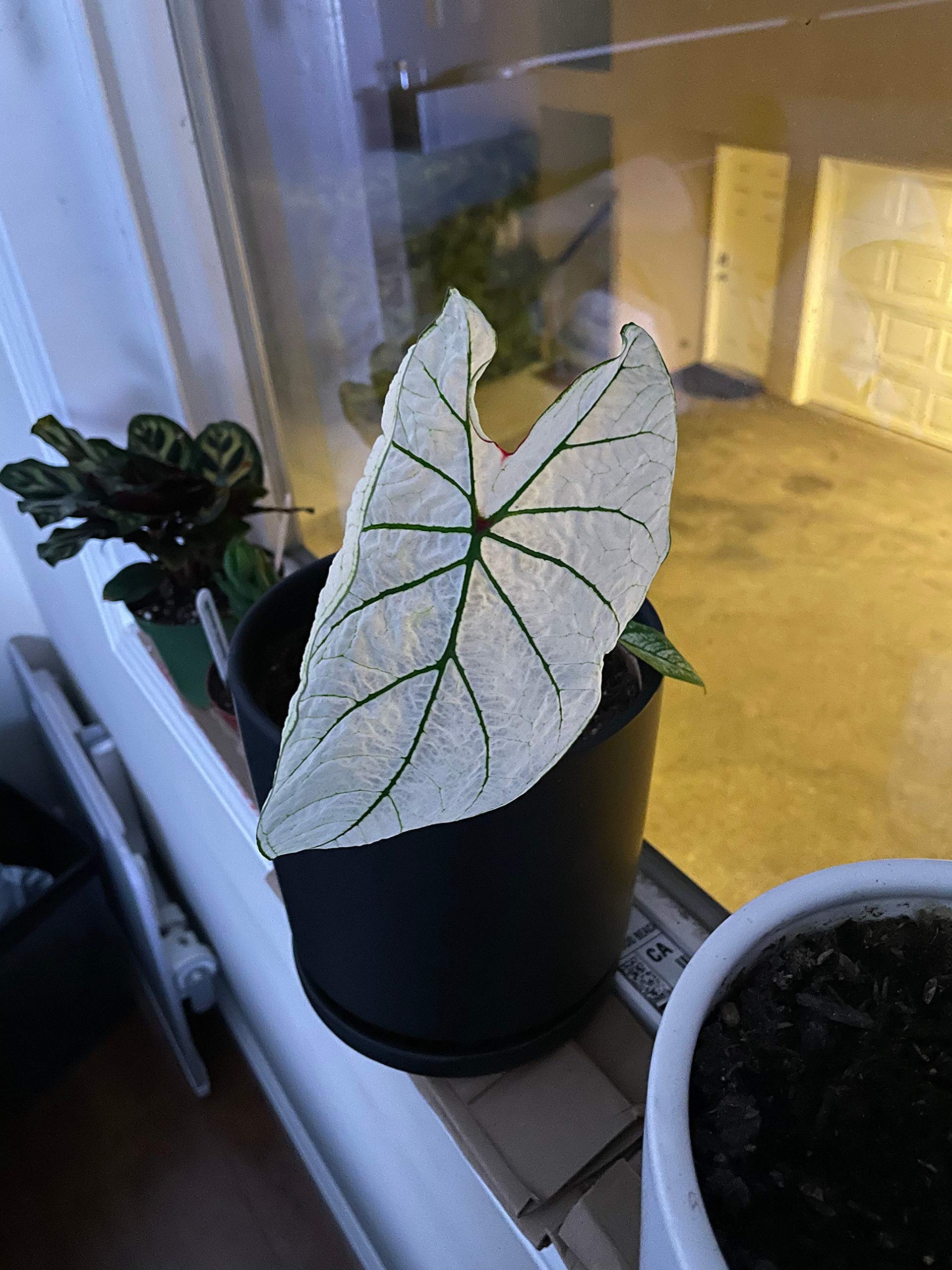 Caladium Bulbs - Candidum (2 Bulbs) | Easy to Grow Indoor Houseplant or Outdoor Perennial | Perfect for Home Decor, Garden Landscaping & Patio Planting