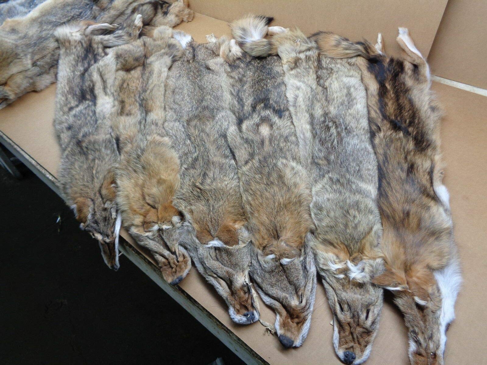 Premium Real Tanned Coyote Hide Fur Pelt - 50-60