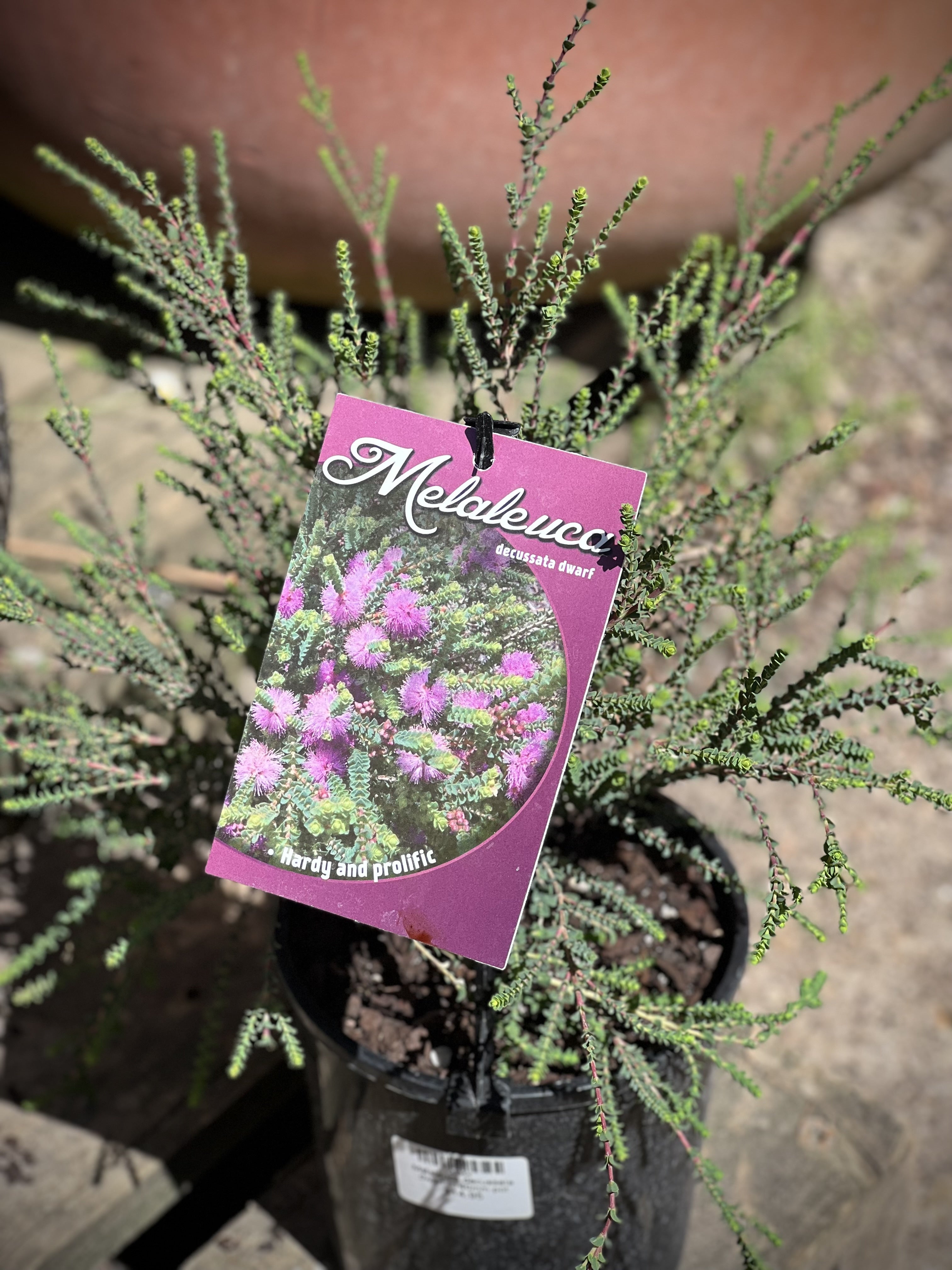 Dwarf Melaleuca Decussata - Compact Tea Tree Plant for Landscaping, Hedges & Container Gardens | Drought-Tolerant & Low Maintenance