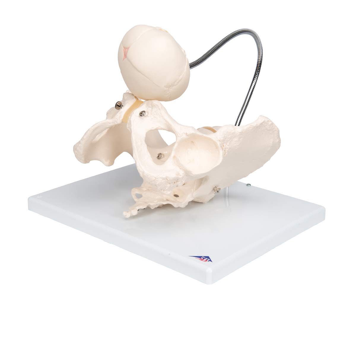 3B Scientific L30 Childbirth Demonstration Pelvis Model - 3B Smart Anatomy | Medical Teaching Tool for Obstetrics & Midwifery Training | Perfect for Classroom, Hospital, and Clinical Education