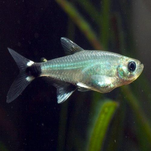 Dawn Tetra Fish (Aphyocharax nattereri) - Live Freshwater Aquarium Fish for Home & Office Tanks | Perfect for Community Aquariums & Fish Breeding