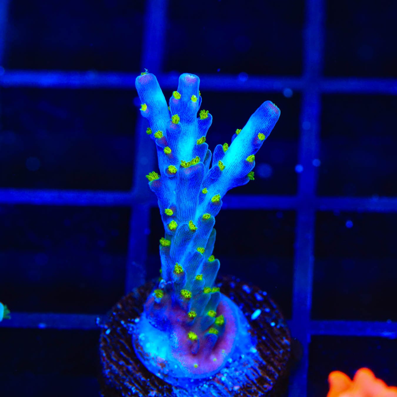 Premium Garf Bonsai Acropora Coral for Saltwater Aquariums - Vibrant Live Coral Frag for Reef Tanks & Marine Aquascaping