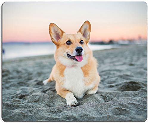 Corgi on the Beach