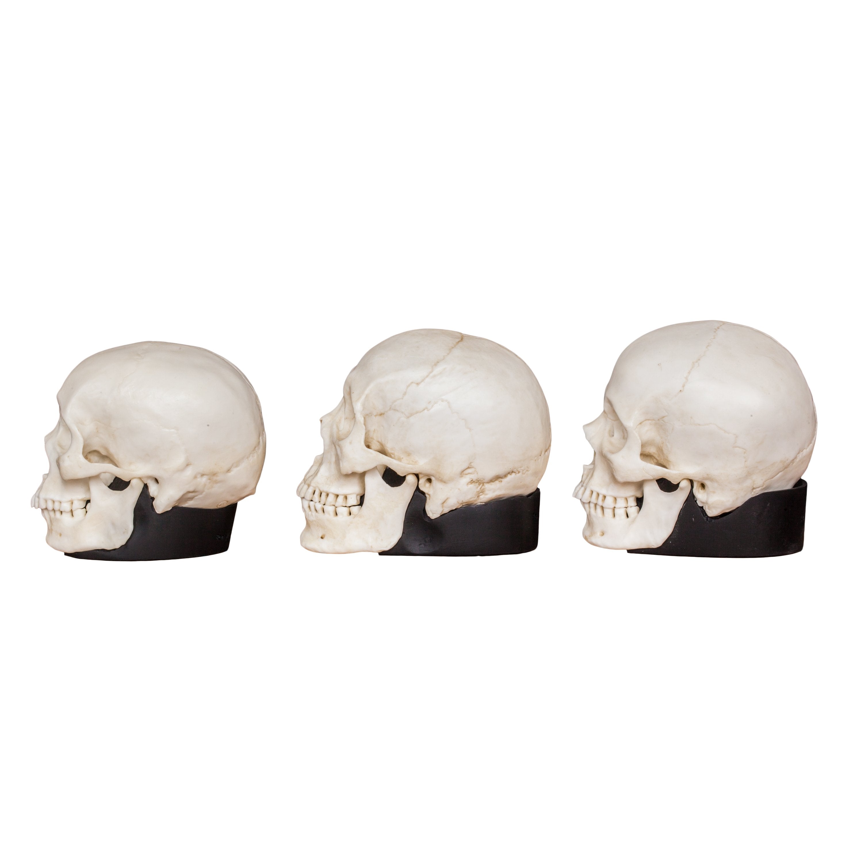 Authentic Half-Scale Human Skull Model Set - African, Asian & European Ethnicities - Perfect for Medical Study, Anatomy Education & Halloween Decor