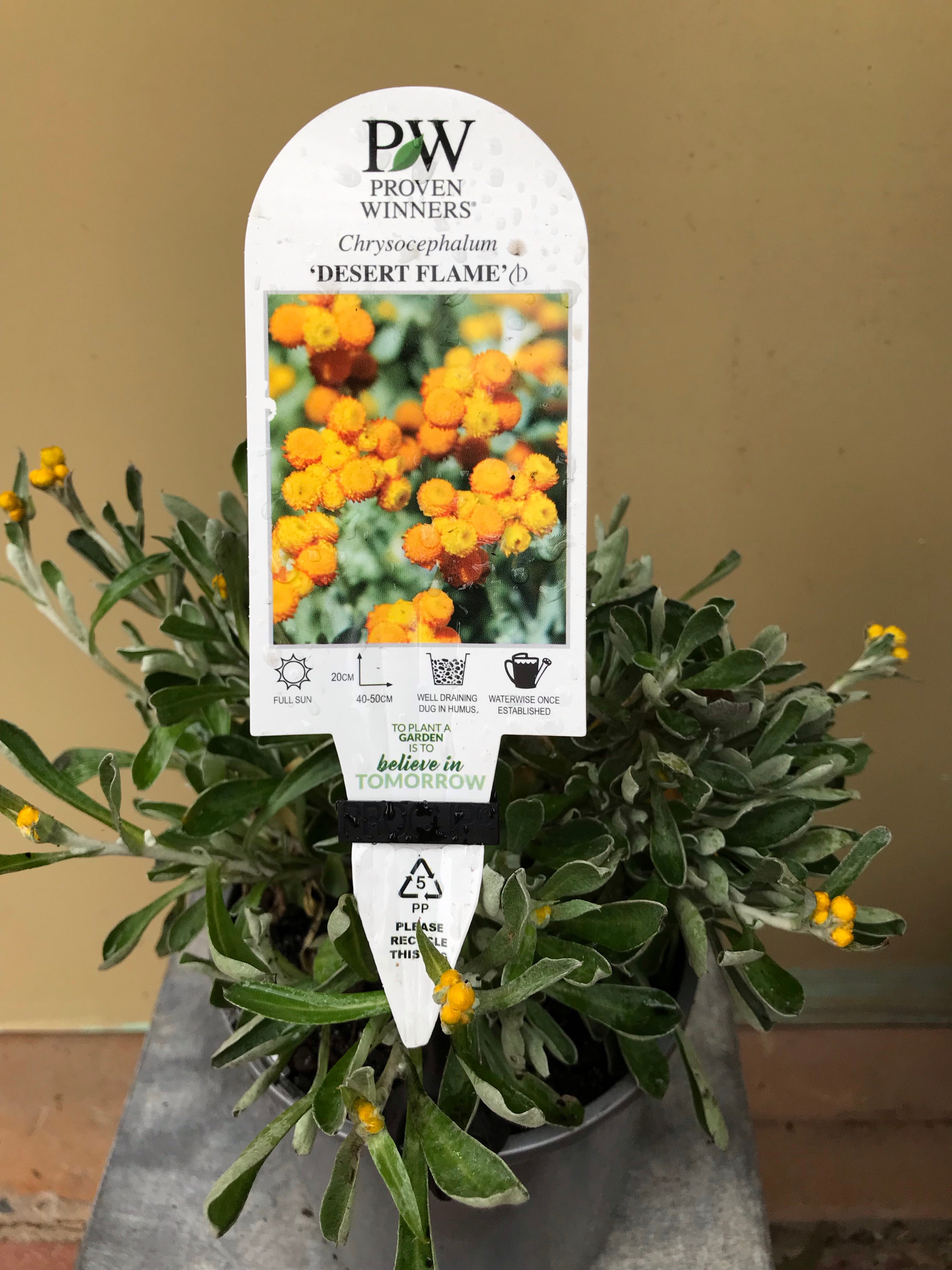 Chrysocephalum 'Desert Flame' - Drought-Tolerant Perennial Ground Cover Plant for Xeriscaping & Rock Gardens | Perfect for Dry Climates, Borders, and Low-Maintenance Landscaping