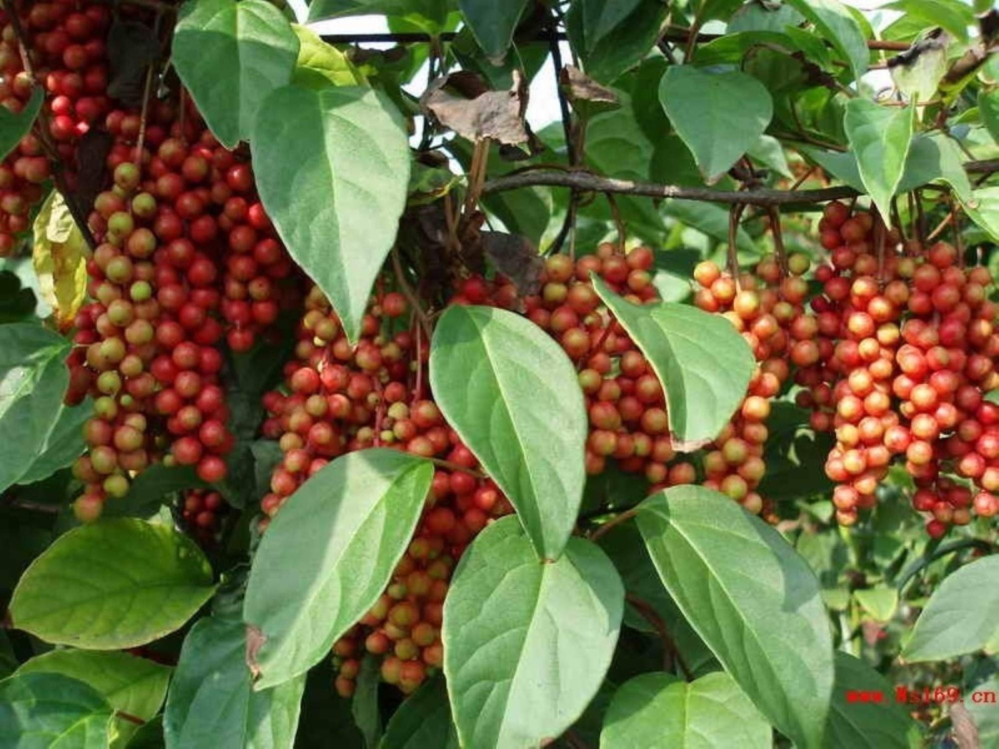 Premium Schisandra Chinensis Seeds (60 Count) - Fast-Growing, Hardy Chinese Magnolia Vine for Edible Fruit - Perfect for Home Gardens, Herbal Remedies & Natural Health
