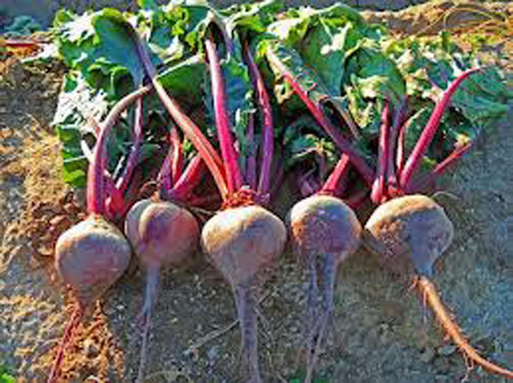 Early Wonder Heirloom Non-GMO Beets Seeds (100 Count) - Tender & Sweet Beet Variety for Home Gardening, Canning, and Fresh Salads