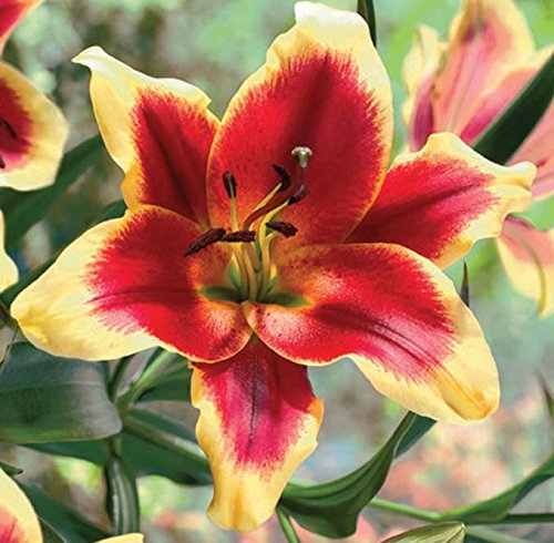 3 Pack Red Dutch Lily Bulbs - Spectacular Flowering Perennials for Garden, Landscaping & Home Decor | Easy to Grow, Vibrant Blooms for Borders, Beds & Containers
