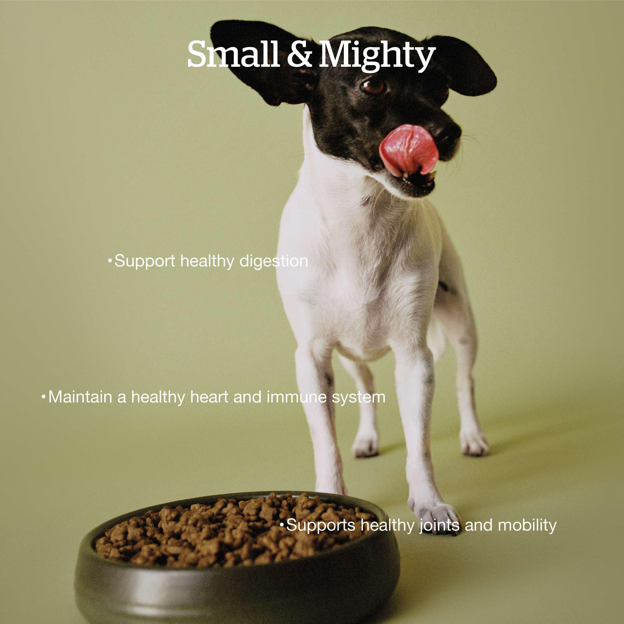 Now Fresh Grain-Free Dry Dog Food for Small Breeds - Senior Recipe with Real Turkey, Salmon & Duck - 22 lb Bag | Perfect for Aging Small Dogs with Sensitive Stomachs & Joint Care Needs