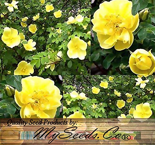 500 Manchurian Rose Seeds - Rosa Xanthina Spontanea - Canary Bird Rose - Father Hugo Rose Flower Seeds for Planting | Big Pack by MySeeds.Co | Perfect for Garden Landscaping, Flower Beds & Home Decor