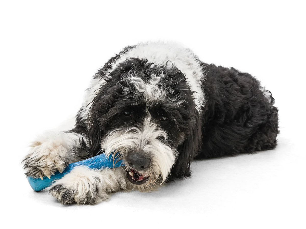 Seaflex Drifty Floating Dog Toy - Durable Toss & Fetch Water Play for Dogs - Perfect for Pool, Beach & Outdoor Fun