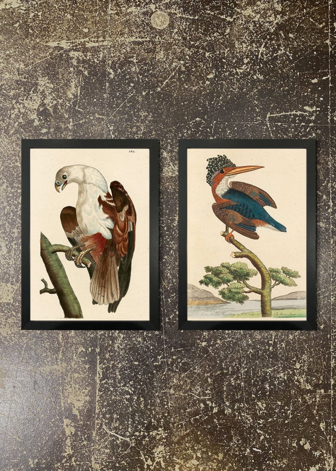 2 Premium Wildlife Art Prints & Frames - Kingfisher & Eagle by Shaw & Nodder | Wall Decor for Living Room, Office & Nature Lovers