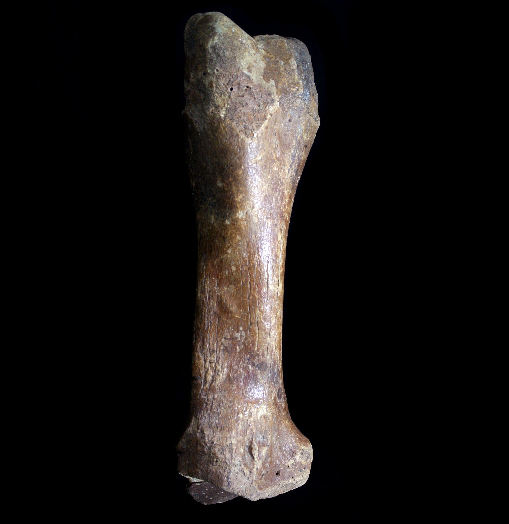 Fossilized Bison Coelodonta Antiquitatis Radius - Authentic Ice Age Fossil for Collectors, Museums & Paleontology Enthusiasts - Perfect for Display, Education & Research