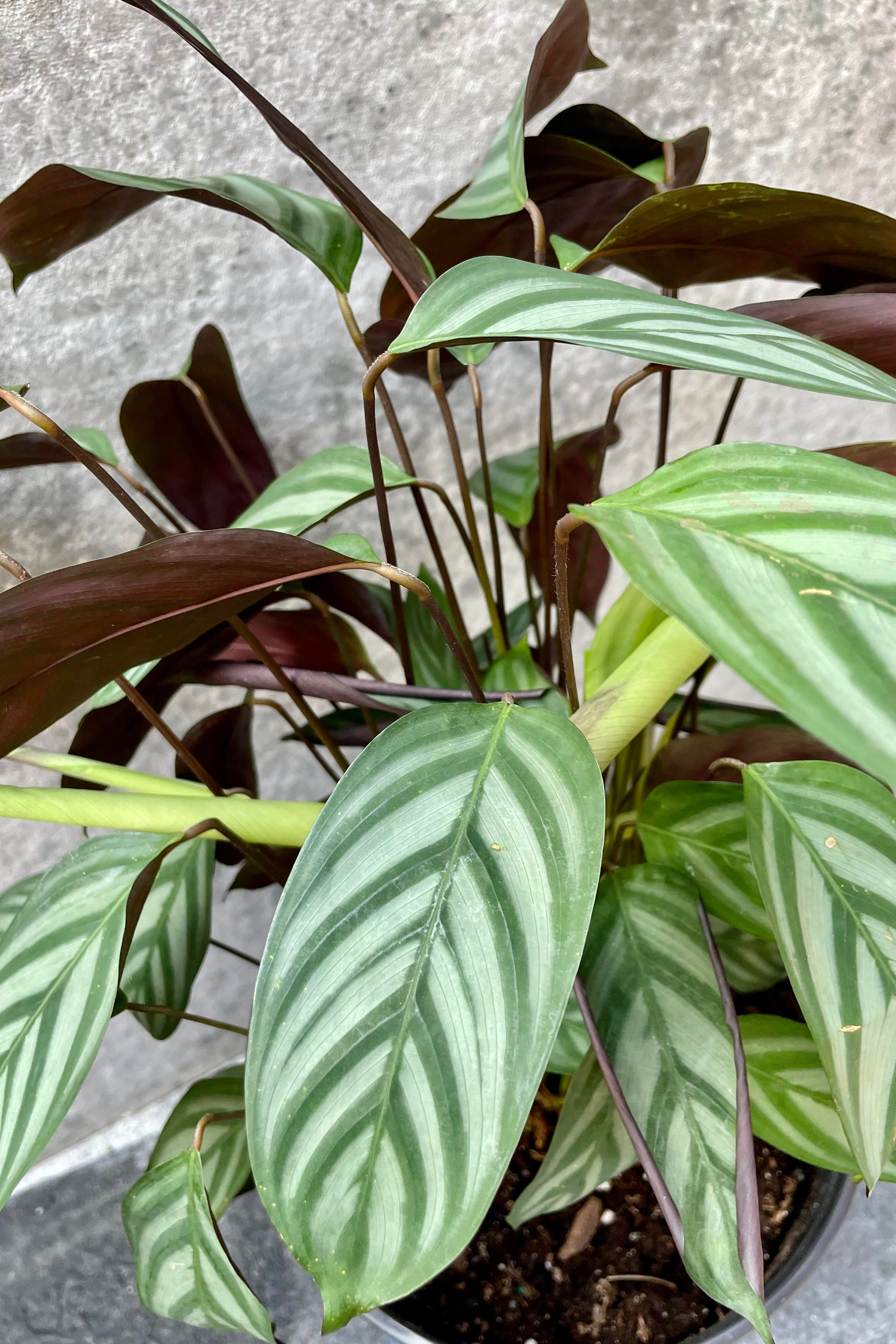 Ctenanthe Setosa - 10