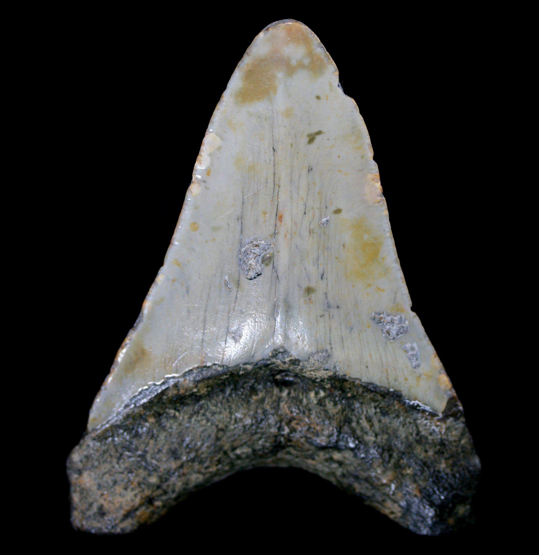 Authentic Megalodon Shark Tooth Fossil - Large Prehistoric Collector Specimen #17 - Perfect for Display, Education & Paleontology Enthusiasts