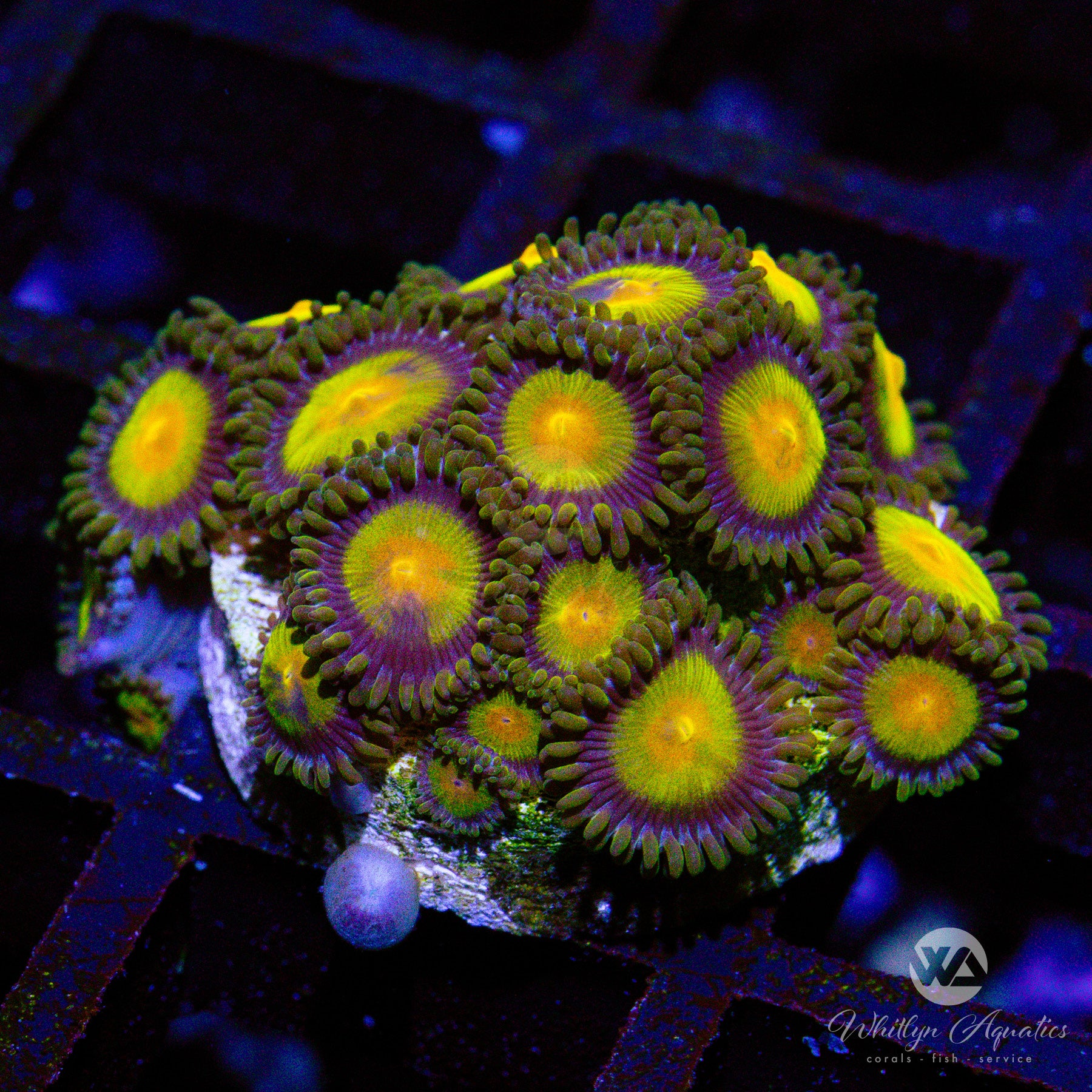 A9 King Midas Zoa Coral - Premium WYSIWYG Live Coral for Saltwater Aquariums | Perfect for Reef Tanks & Coral Frag Racks
