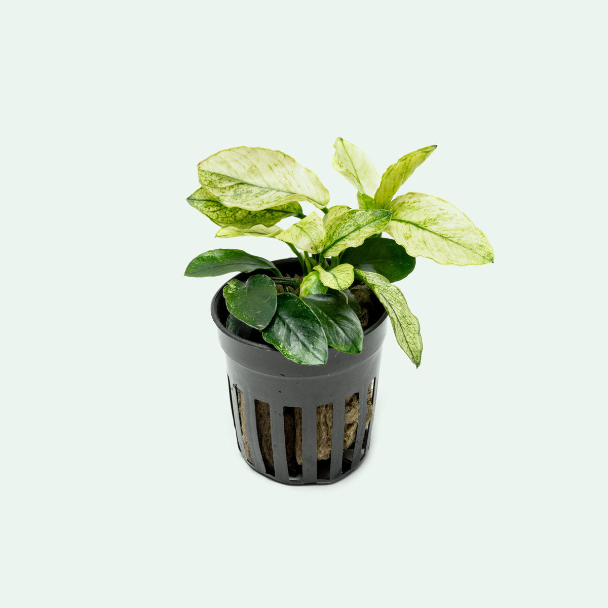 Anubias Nana Pinto Live Aquarium Plant - Rare Variegated Anubias for Fish Tanks, Aquascaping & Low Light Aquariums