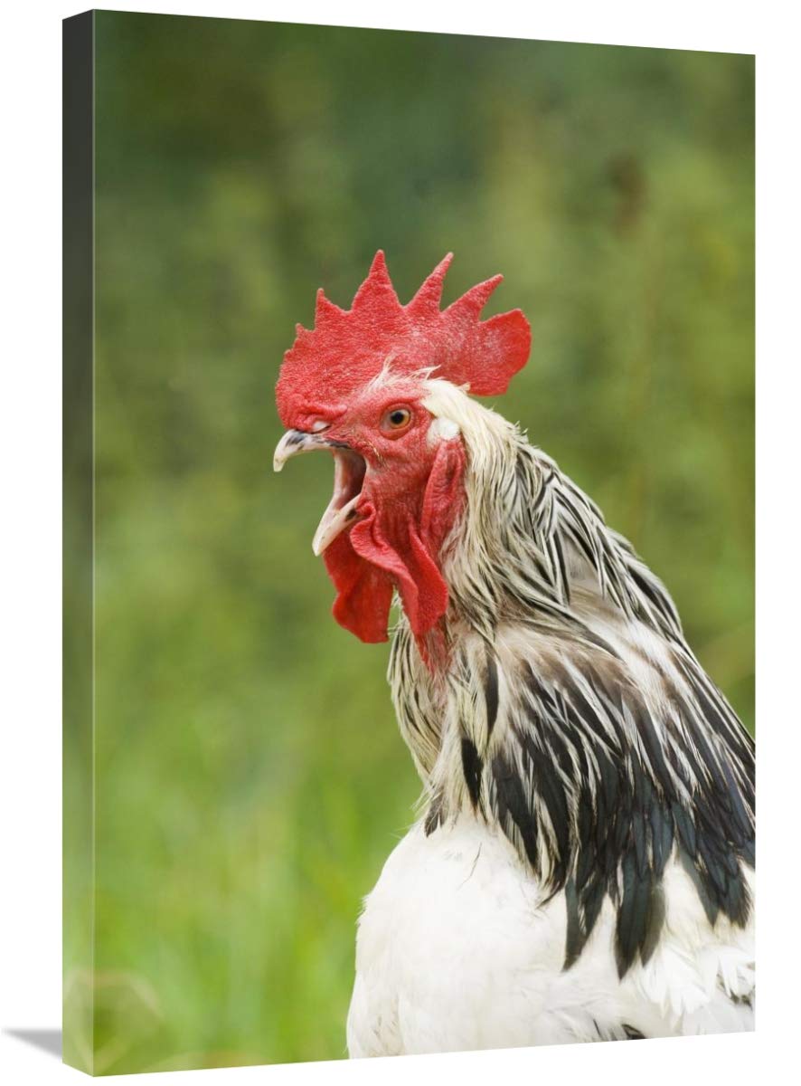 Light Sussex Cockerel Canvas Art - 20x30 Inches - Close-Up of Head & Neck - England Chicken Portrait - Perfect for Farmhouse & Country Home Decor