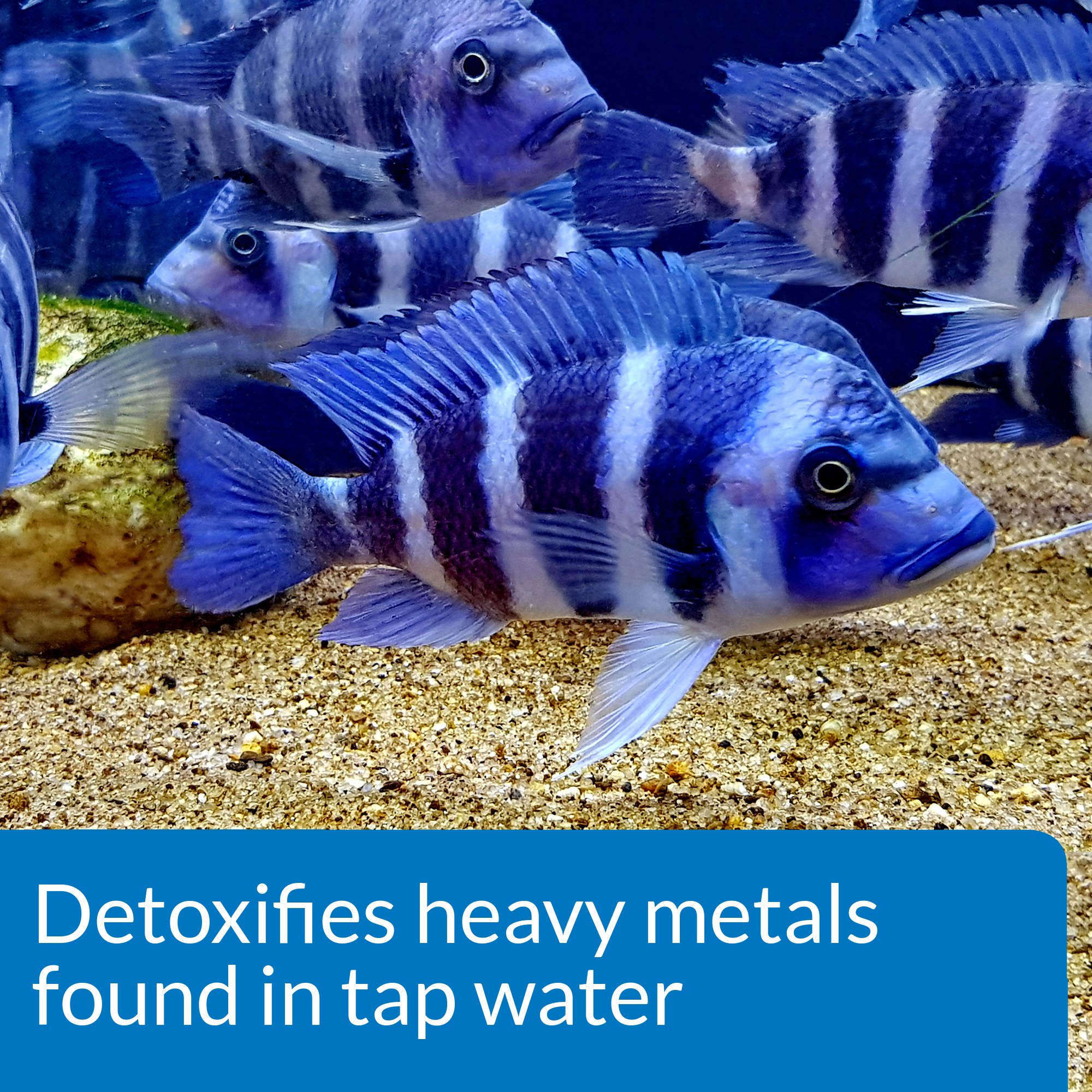 API TAP WATER CONDITIONER for Aquariums - 64 oz Fish Tank Water Dechlorinator & Detoxifier | Removes Chlorine, Chloramines & Heavy Metals | Safe for Freshwater & Saltwater Fish | Perfect for Water Changes & New Tank Setups