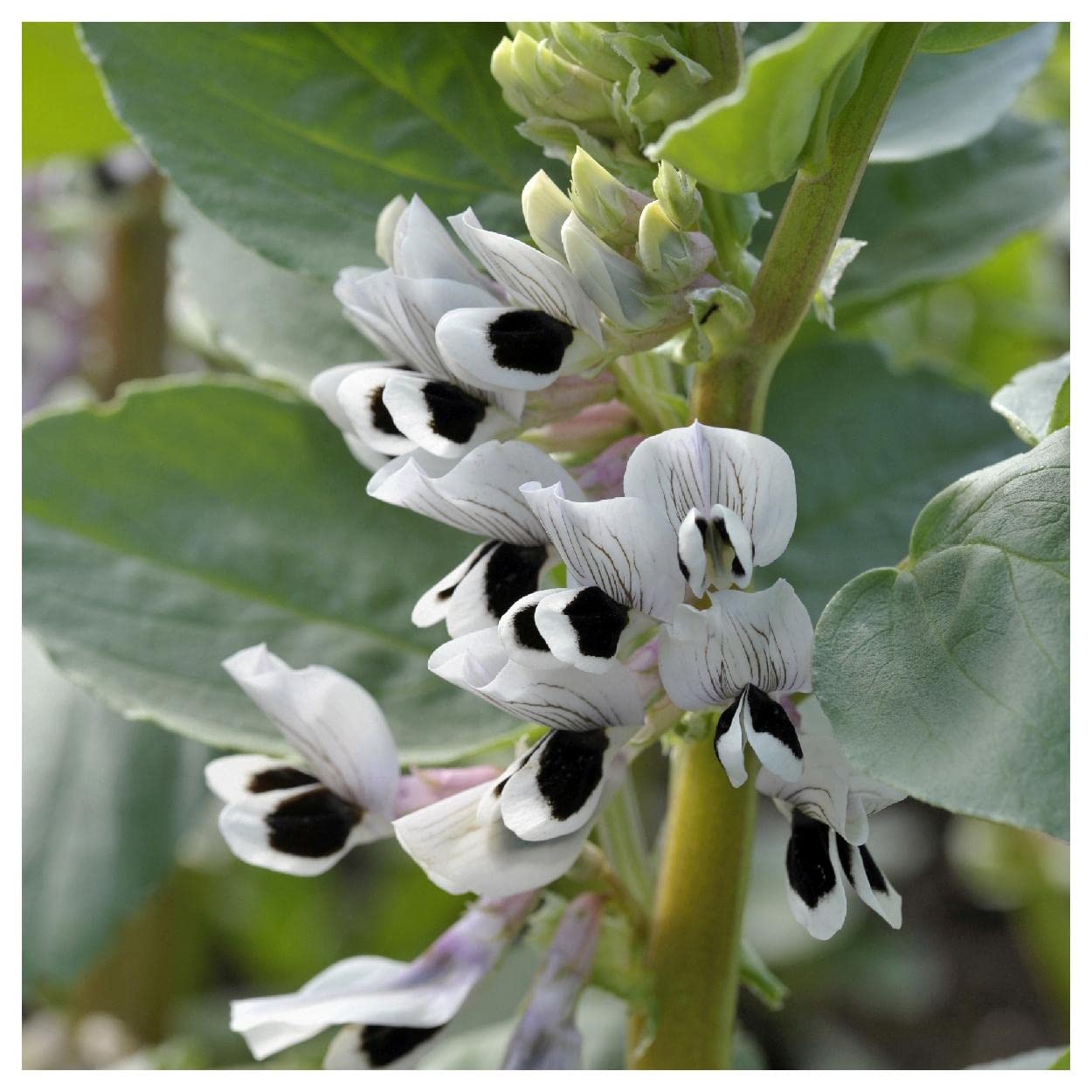 20 Organic Fava Broad Windsor Fava Bean Seeds - Non-GMO, Heirloom Variety - Perfect for Home Gardening, Cooking & Healthy Recipes - Everwilde Farms Gold Vault Packet