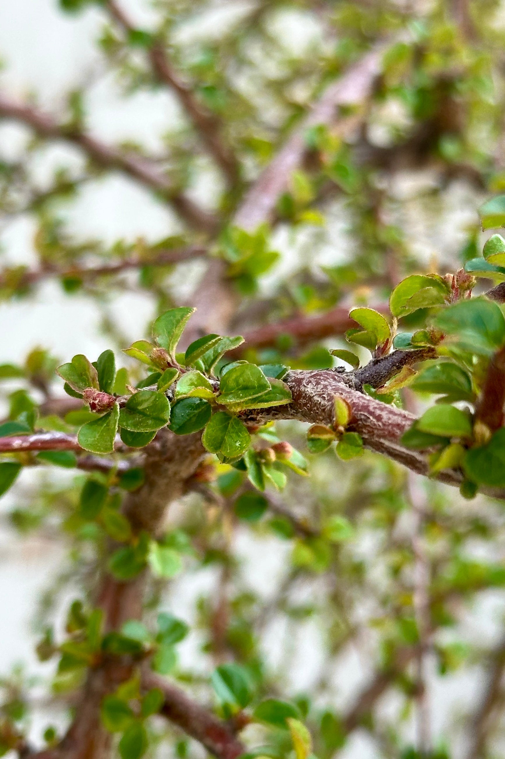 Cotoneaster Apiculatus #7 Standard Form - Perfect for Landscaping, Hedges, and Garden Borders