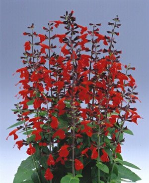 Salvia Lady in Red 30 Seeds - Vibrant Red Perennial Flower Seeds for Garden Landscaping & Pollinator Gardens