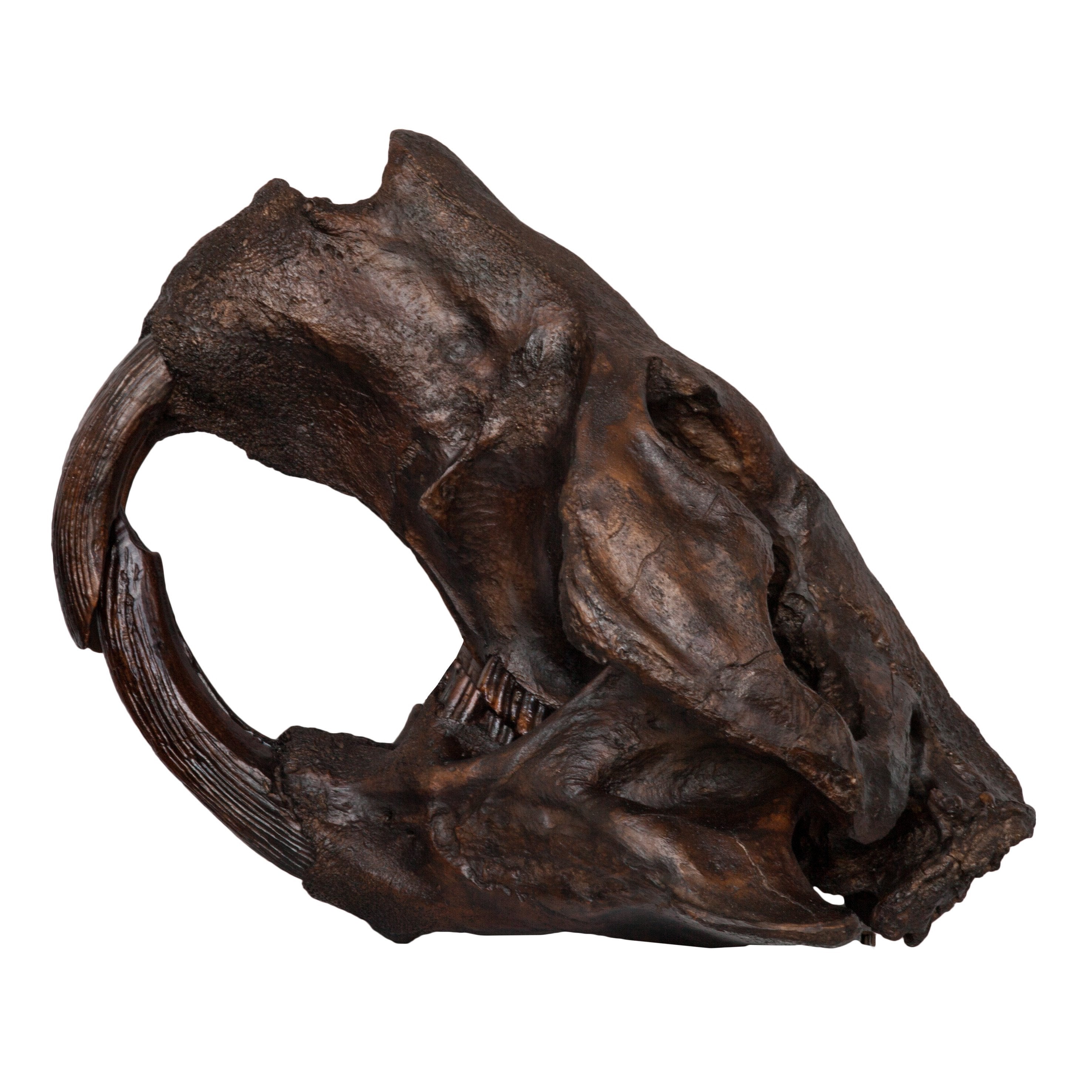 Authentic-Looking Giant Beaver Skull Replica - Lifelike Castoroides Fossil Model for Home Decor, Educational Display & Paleontology Enthusiasts