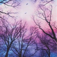 004 Forest Night