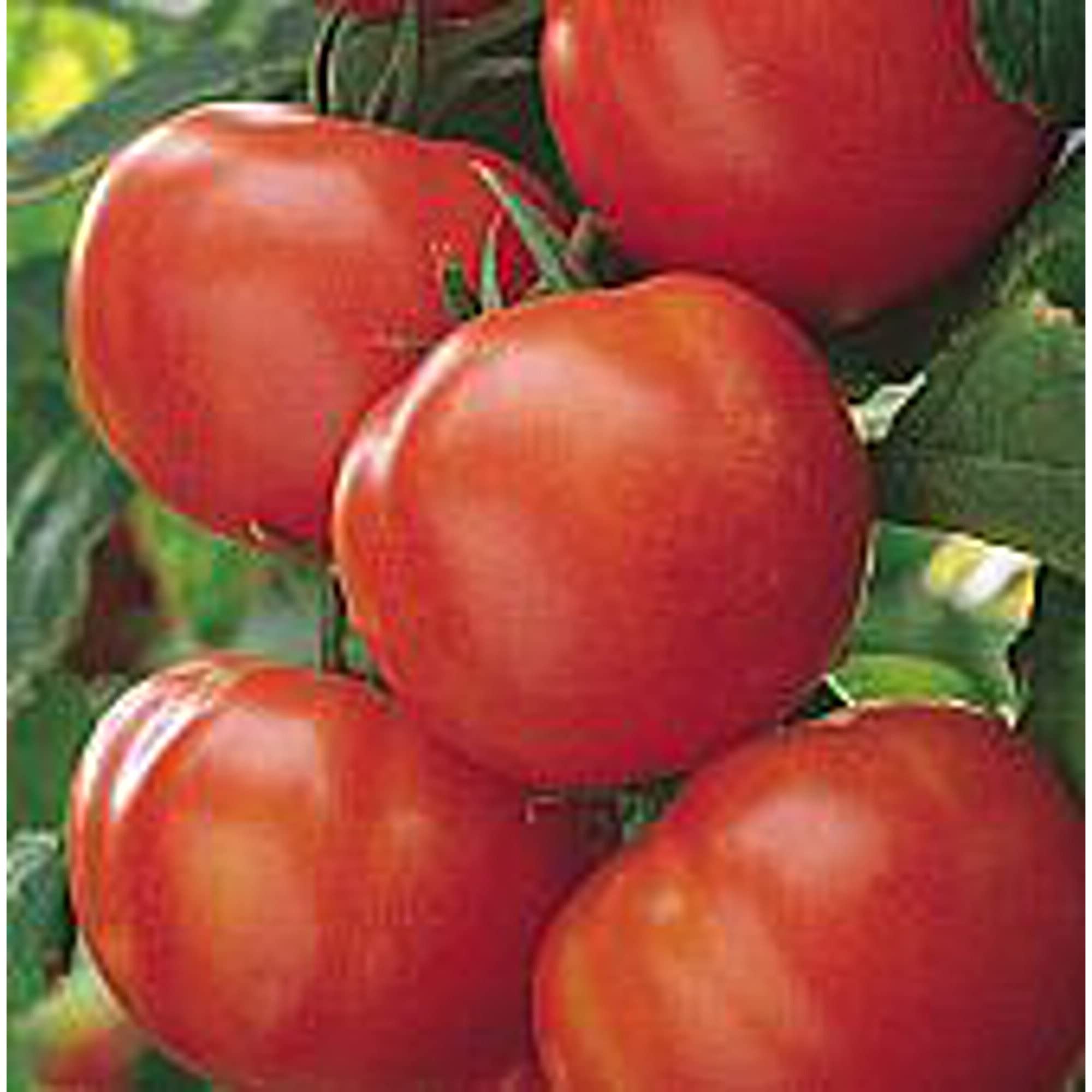 Organic Matina Tomato Seeds (20+ Seeds) | Non-GMO Heirloom Variety | Vegetable & Fruit Seeds for Planting | Home Garden, Greenhouse, or Container Gardening | Perfect for Fresh Salads, Sauces, and Canning