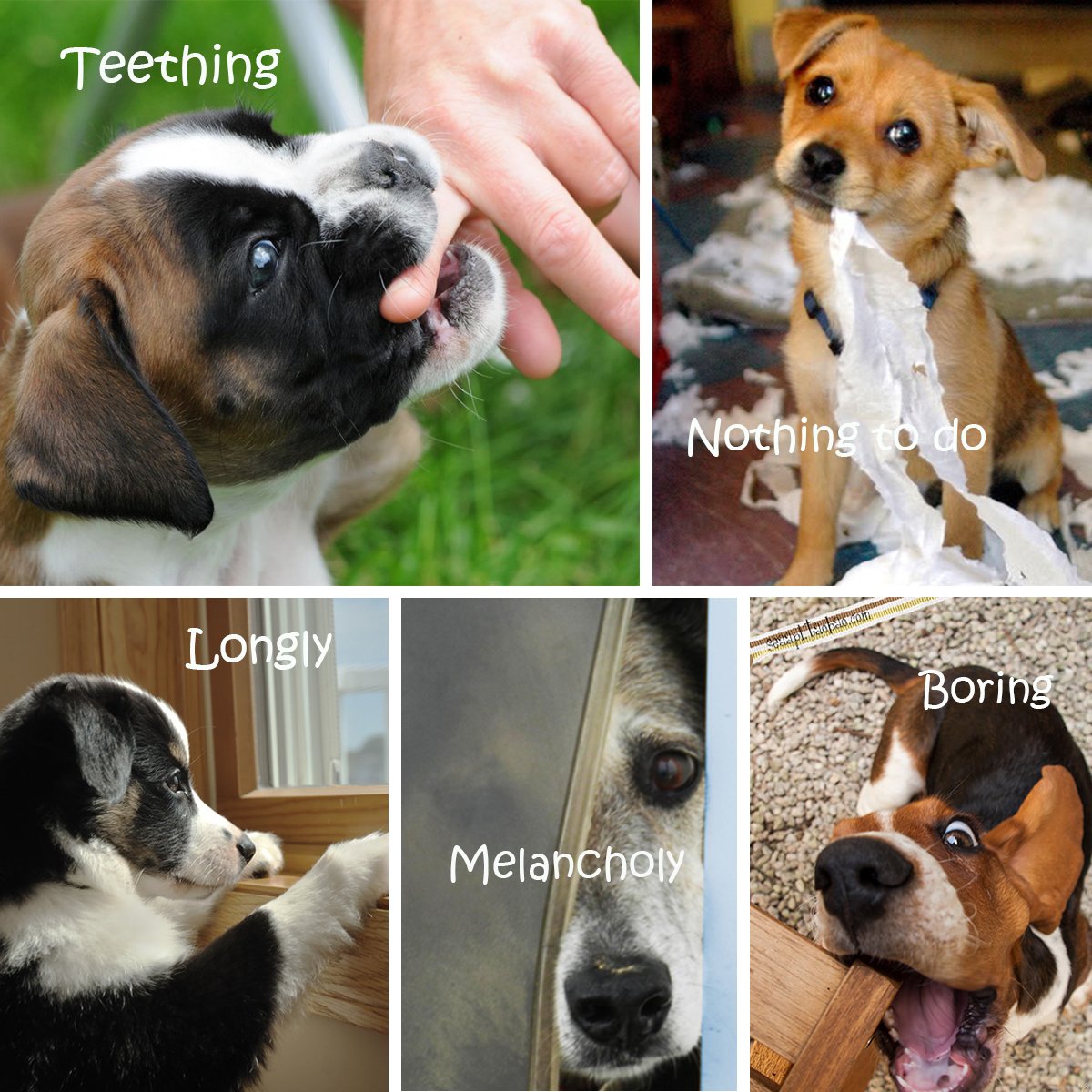 Durable Dog Chew Toys Bundle - 6 Pack Puppy Teething Toys for Small & Medium Dogs - Safe for Aggressive Chewers, Promotes Dental Health - Perfect for Indoor & Outdoor Playtime