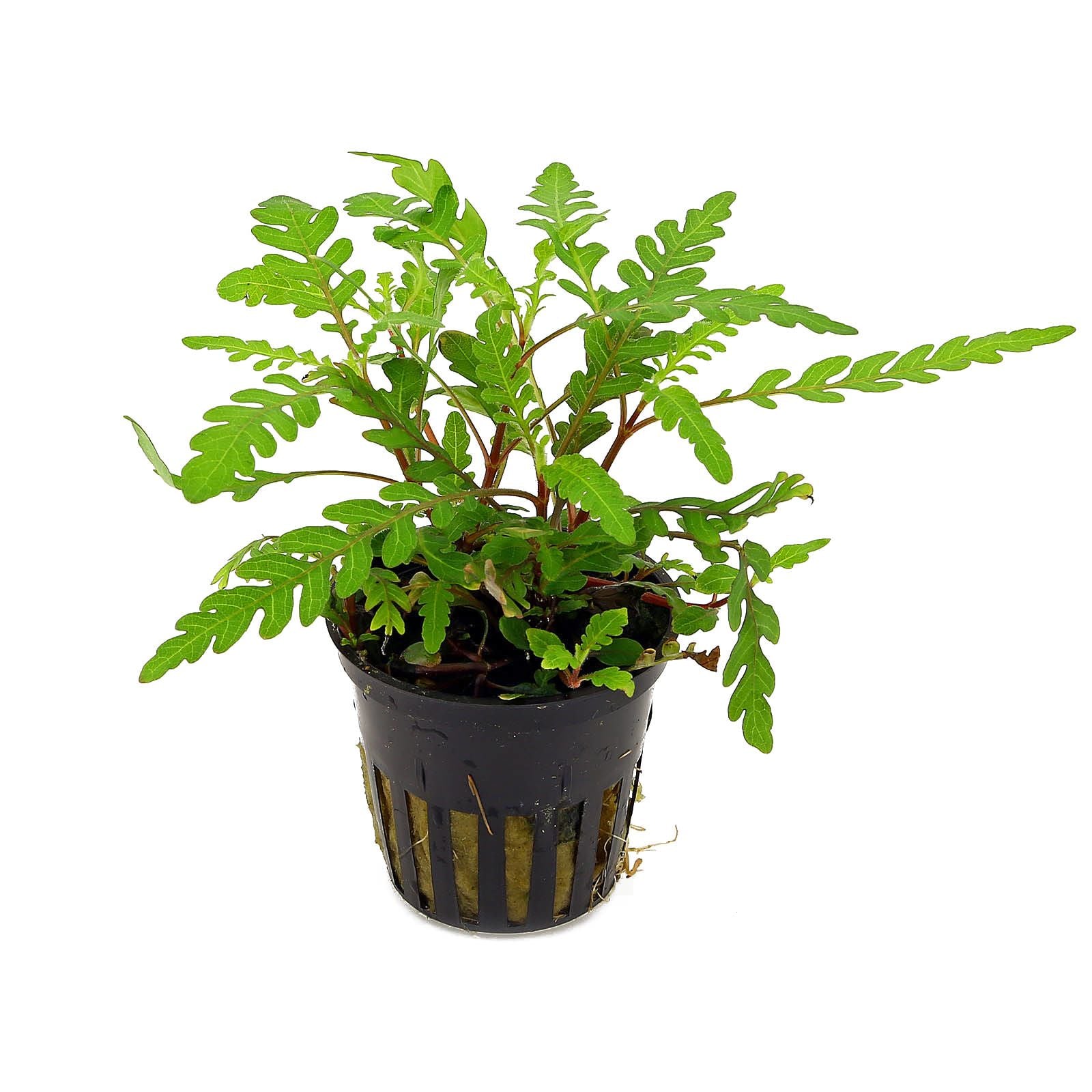 TCulture Hygrophila Pinnatifida Aquatic Plant (Pot) - Perfect for Aquascaping, Fish Tanks & Freshwater Aquariums