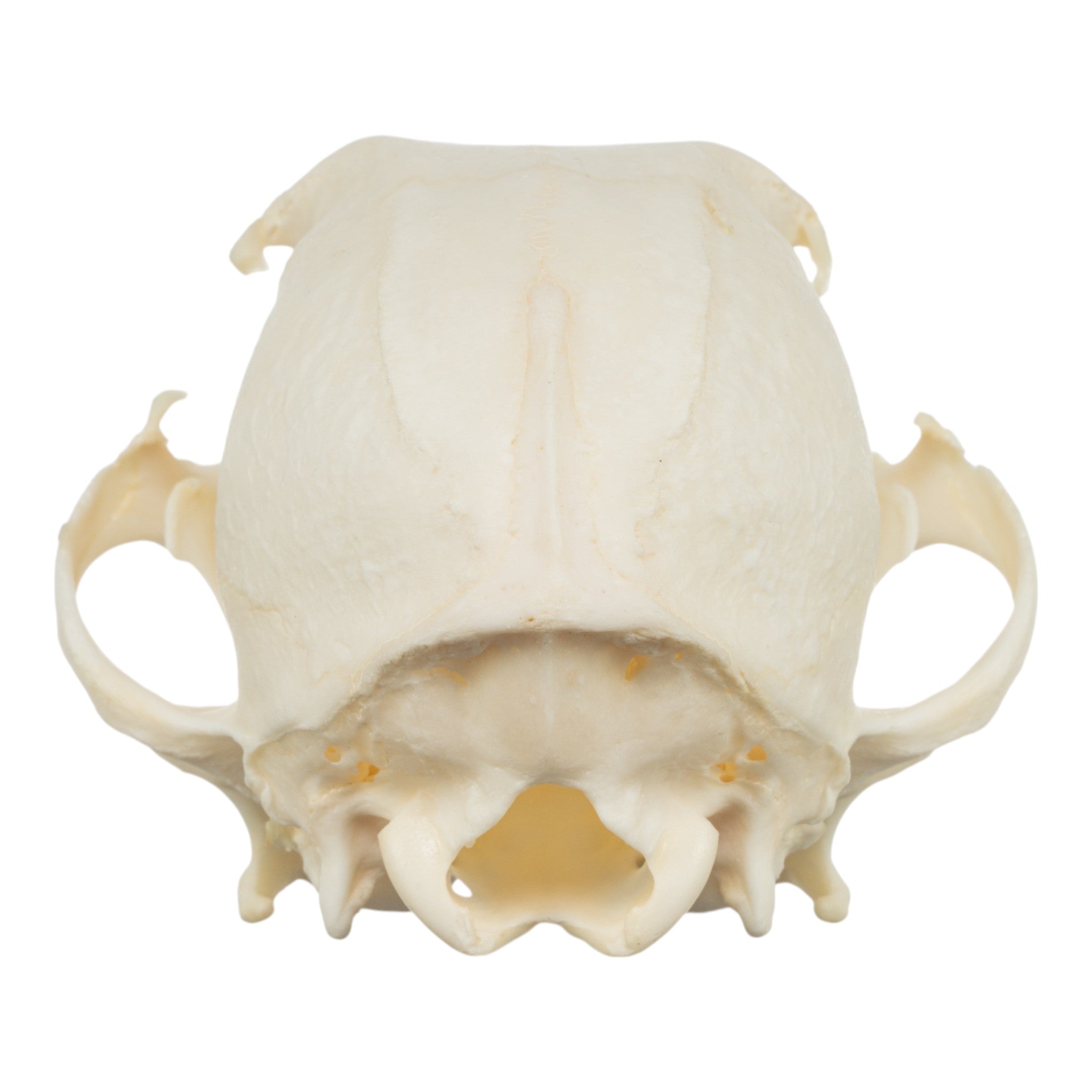 Authentic Corgi Dog Skull Specimen - Real Domestic Canine Skull for Veterinary Study, Dental Research & Halloween Decor