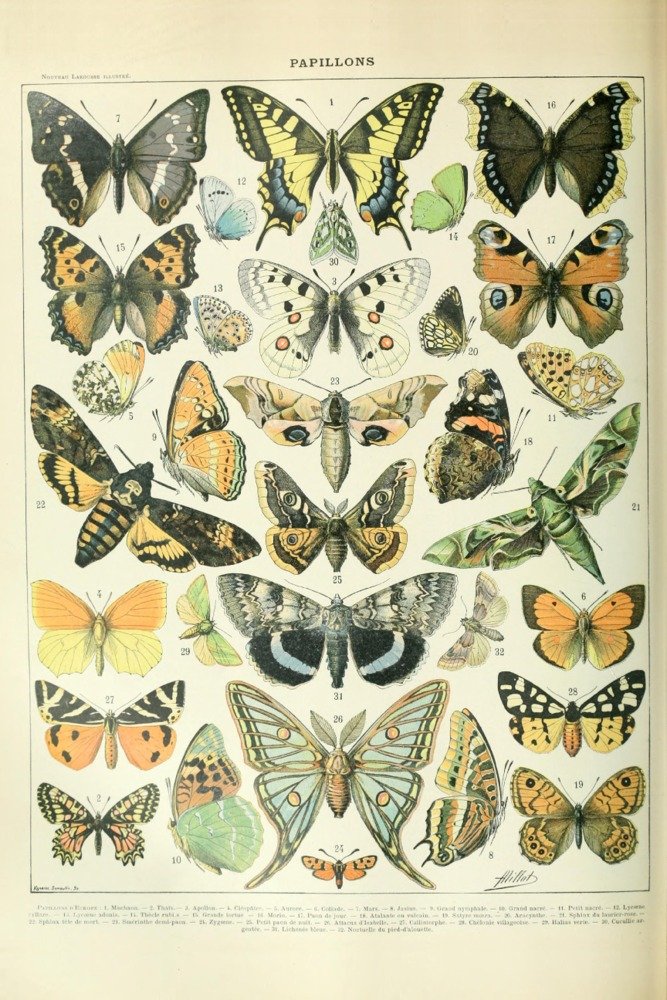 Vintage Butterfly Bookplate Art Print - Adolphe Millot Signed 24x36 Wall Decor Poster | Nature Inspired Home Decor, Office Artwork & Gift Idea