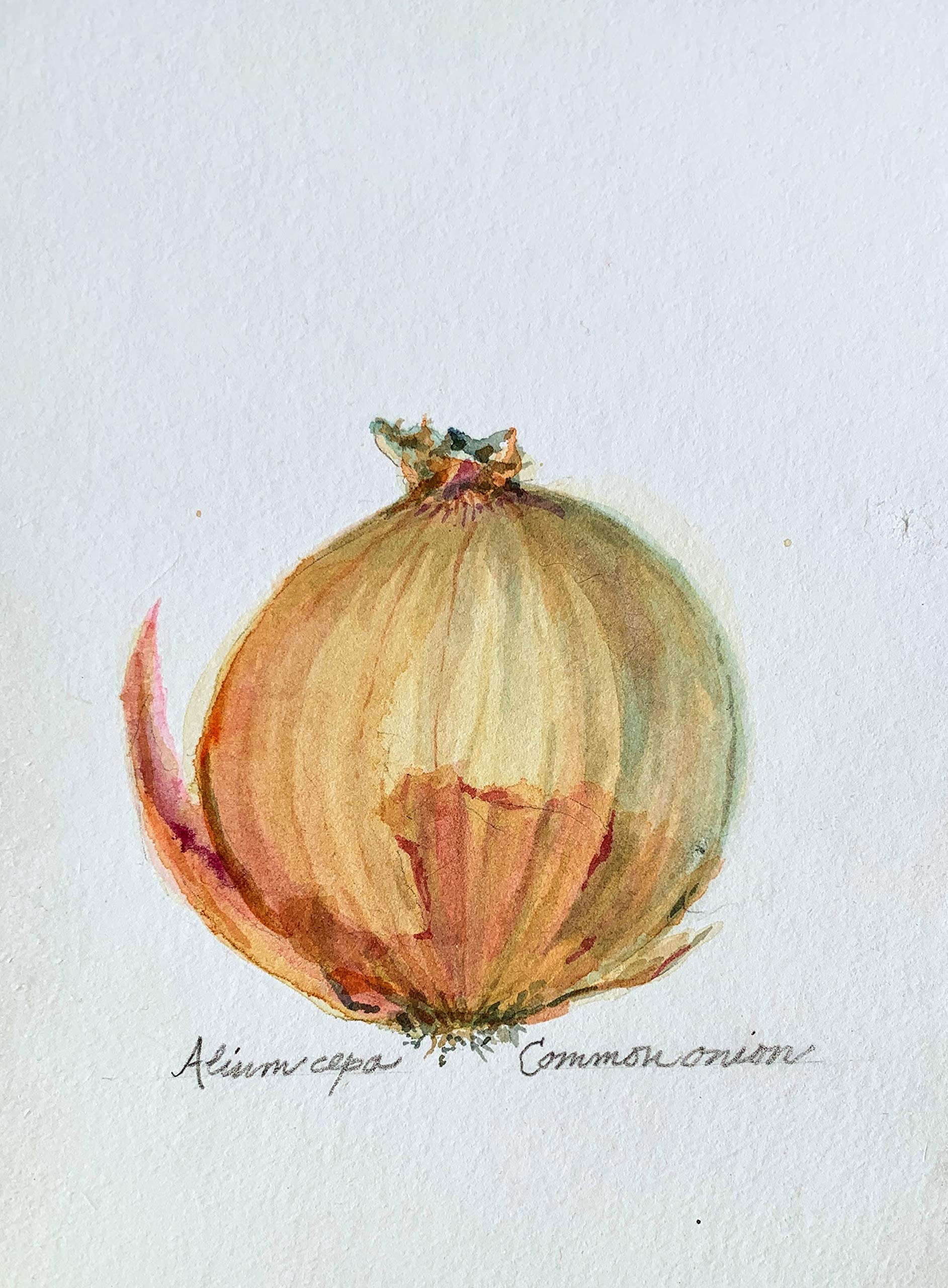 Original Watercolor Painting Onion Still Life - 8x6 Inch Handmade Artwork - Perfect for Home Decor, Kitchen Wall Art & Unique Gift