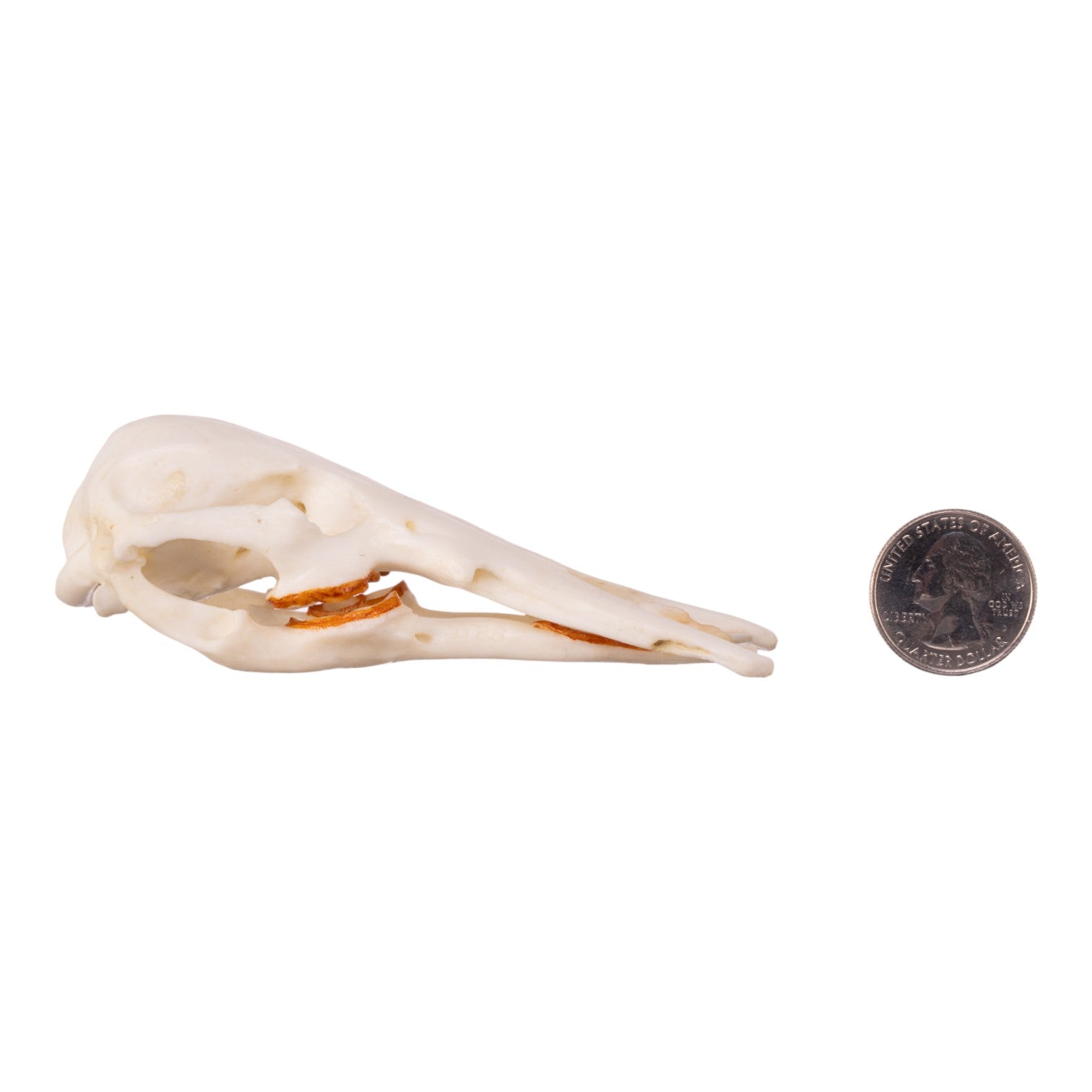 Authentic Platypus Skull Replica - High-Quality Male Specimen for Home Decor, Educational Display & Taxidermy Collection