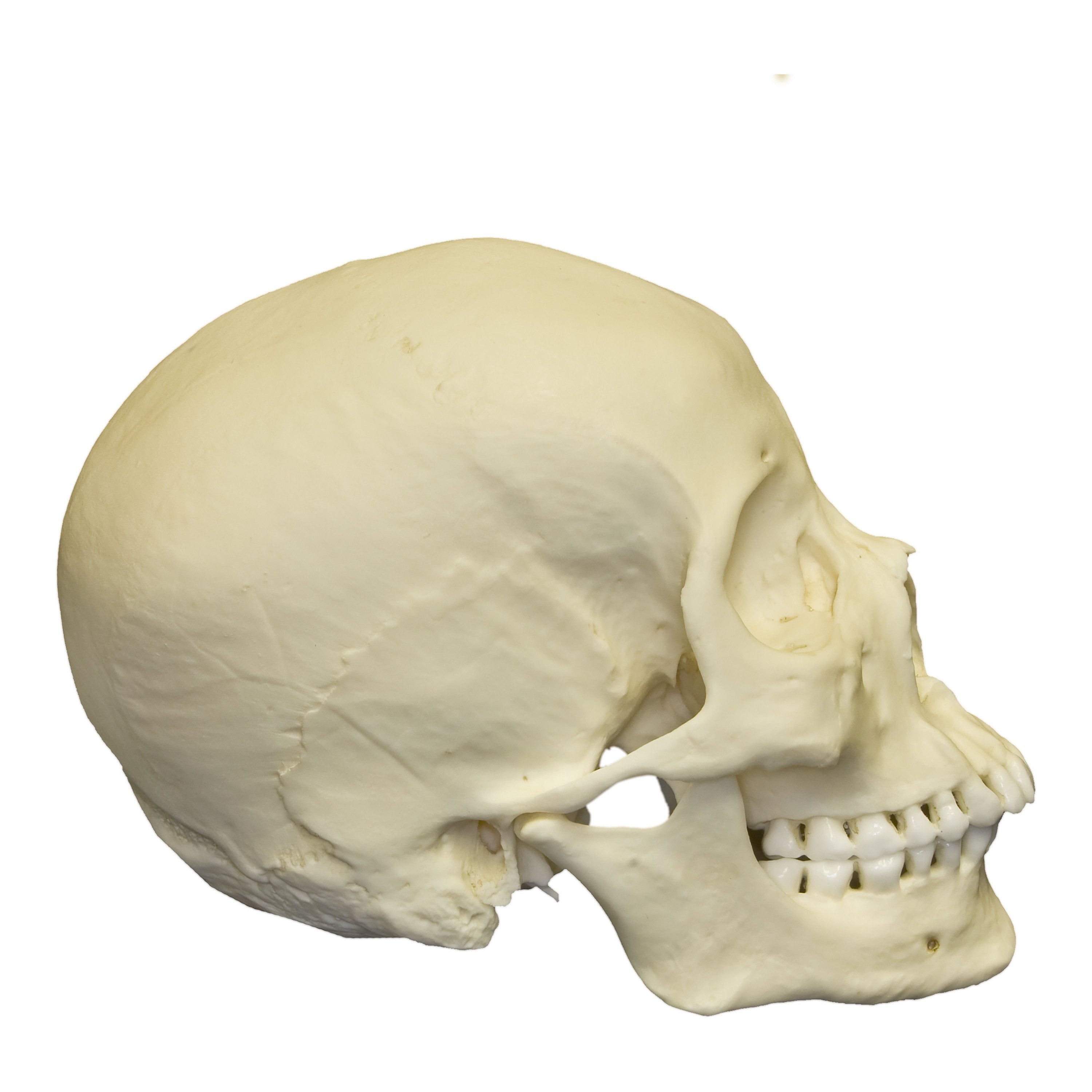 Realistic Asian Female Human Skull Replica - Perfect for Halloween Decor, Medical Study, and Horror Movie Props
